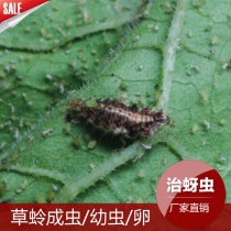 昆虫天敌活体草蛉幼虫防治蚜虫红蜘蛛棉蛉虫卵