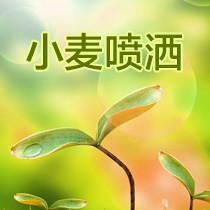 小麦农药机械喷洒