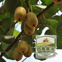 蒲江绿色特产金艳黄心猕猴桃新鲜奇异果(大果)5斤包邮