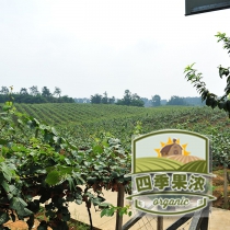 蒲江绿色特产金艳黄心猕猴桃新鲜奇异果(中果)5斤包邮