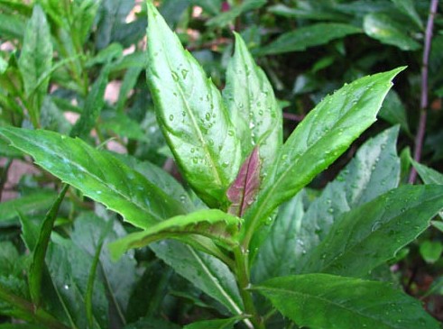 翠谷菜谱—紫背天葵