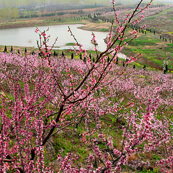 南京桃花岛景区