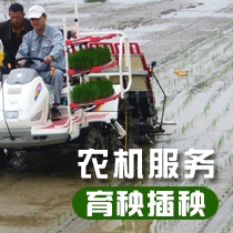 张家港机械插秧
