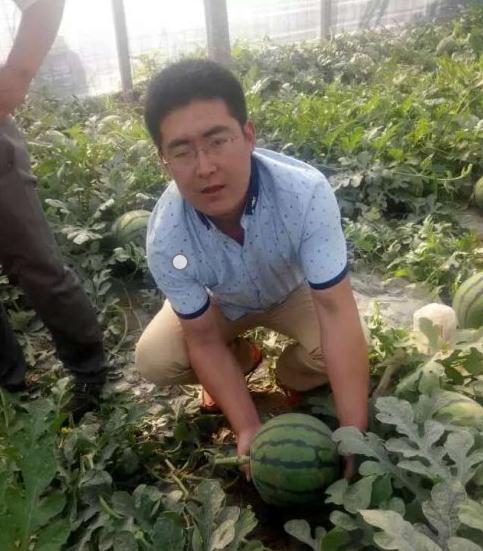 西瓜果实嫁接技术杜绝空秧得高产