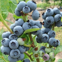 蓝莓 农达农业