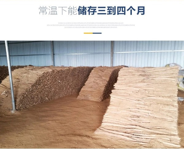 王沟镇王老家村：能生吃的水果山药上市了