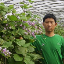 富硒黄妃小番茄