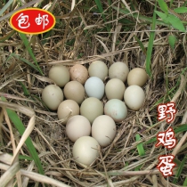 七彩山鸡蛋杂粮散养新鲜野鸡蛋雉鸡蛋土鸡蛋草鸡蛋柴鸡蛋10枚装