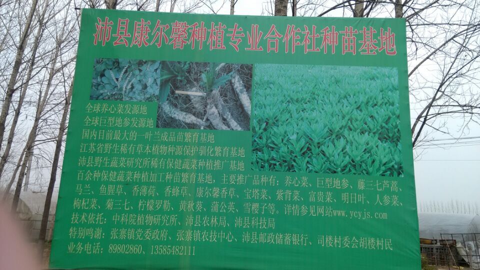 沛县康尔馨种植专业合作社