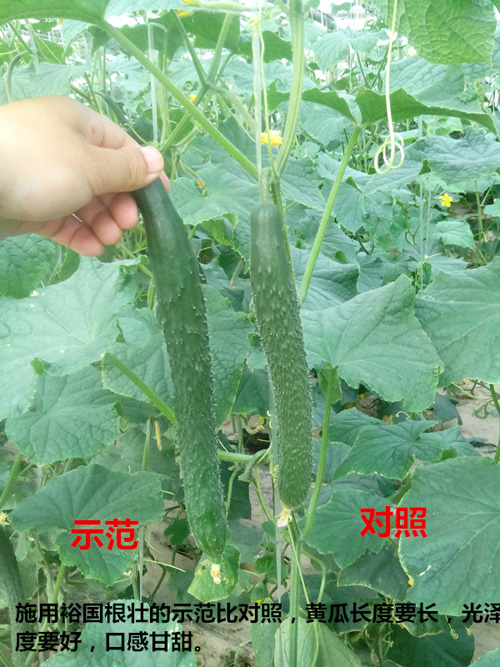 根壮 黄瓜