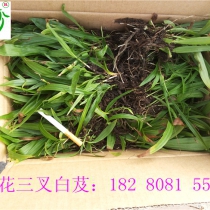 白芨带叶子 白芨草种植
