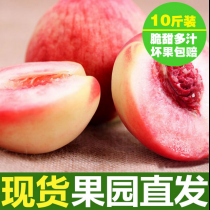 徐州特产新鲜水果桃子汁多甜脆 农家果园现摘现发 水蜜桃10斤