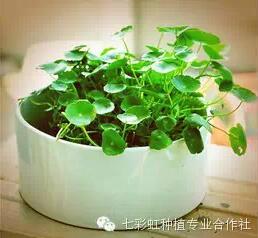 咸阳市秦都区七彩虹种植专业合作社