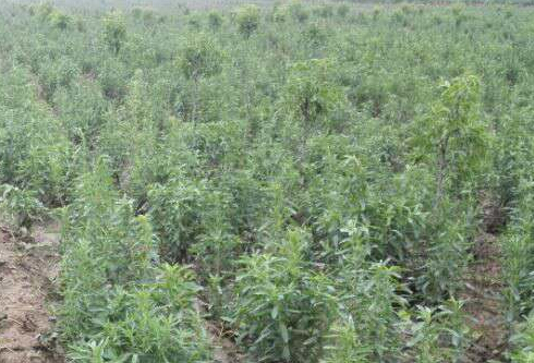 种植基地 甜叶菊