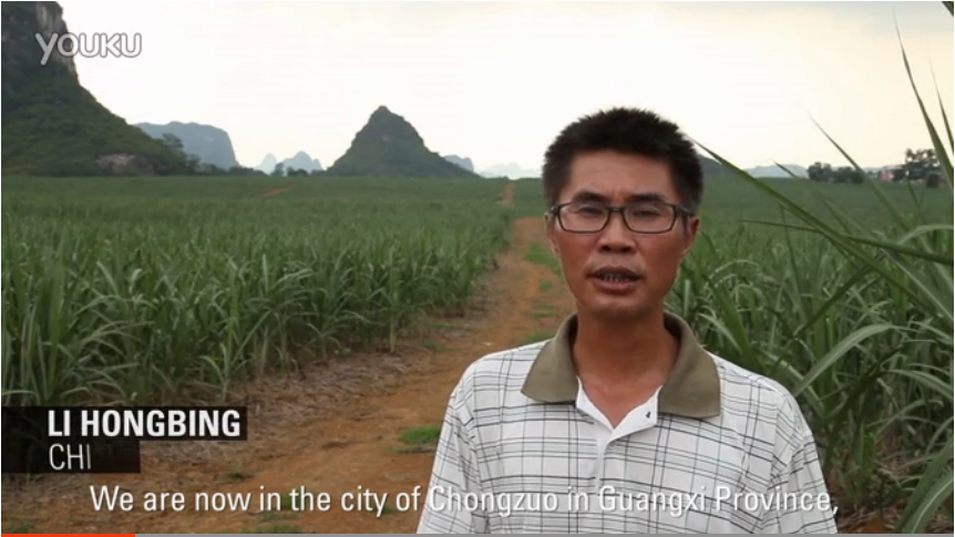 China - Sugarcane