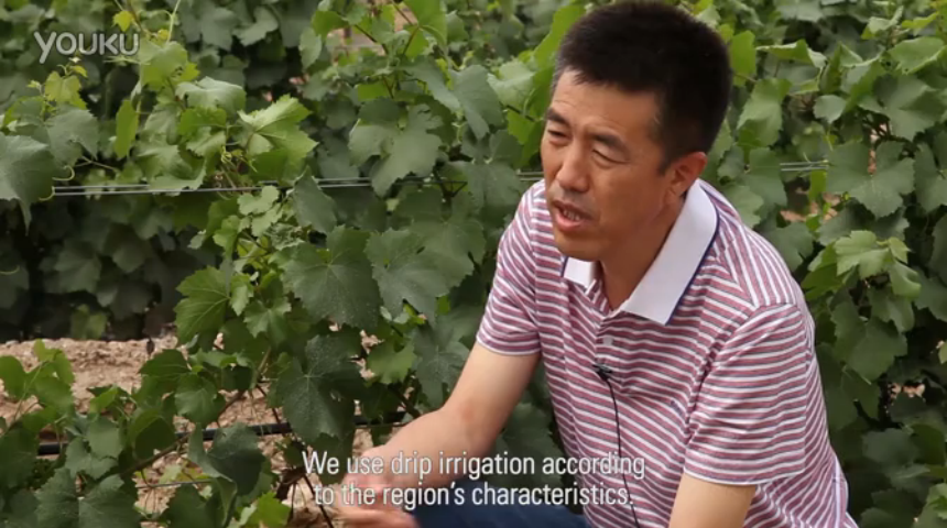 视频: China - Wine Grapes