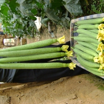 农村新鲜蔬菜 绿色有机蔬菜 丝瓜 吊瓜