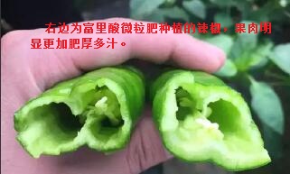 肥效案例（辣椒）