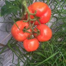 农家现摘现发新鲜沙瓤番茄西红柿