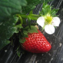 红颊  草莓
