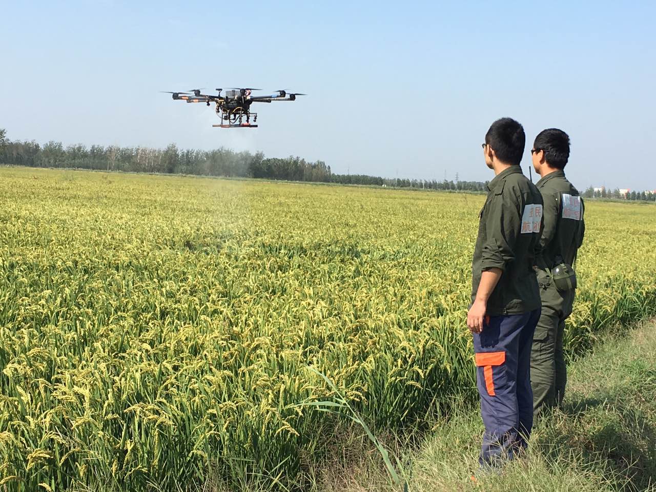 兴化市周奋乡1200亩水稻飞防打药