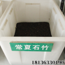 供应优质种子 常夏石竹 蛇莓 情人草 黑种草 发芽率高