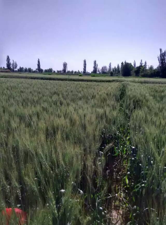 银川小麦