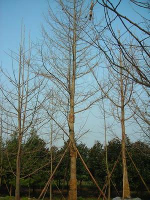 綦江农民工返乡建万亩银杏基地