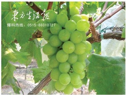 醉金香葡萄获奖