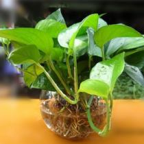 绿萝 植物吊兰绿罗盆载水培花苗四季易种新房吸收甲醛净化空气