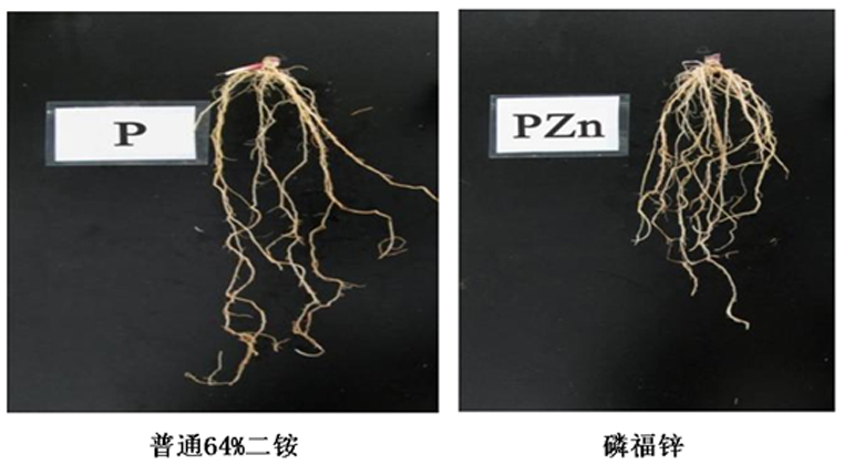 磷福锌根.jpg