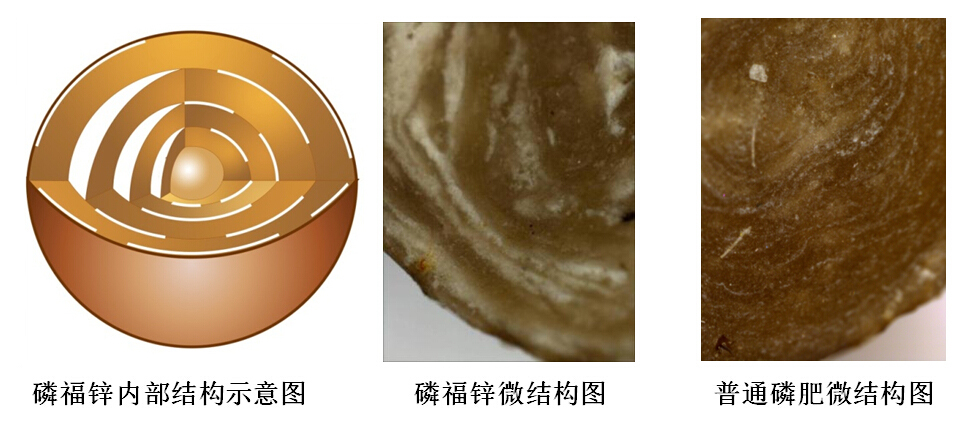 磷福锌结构.jpg