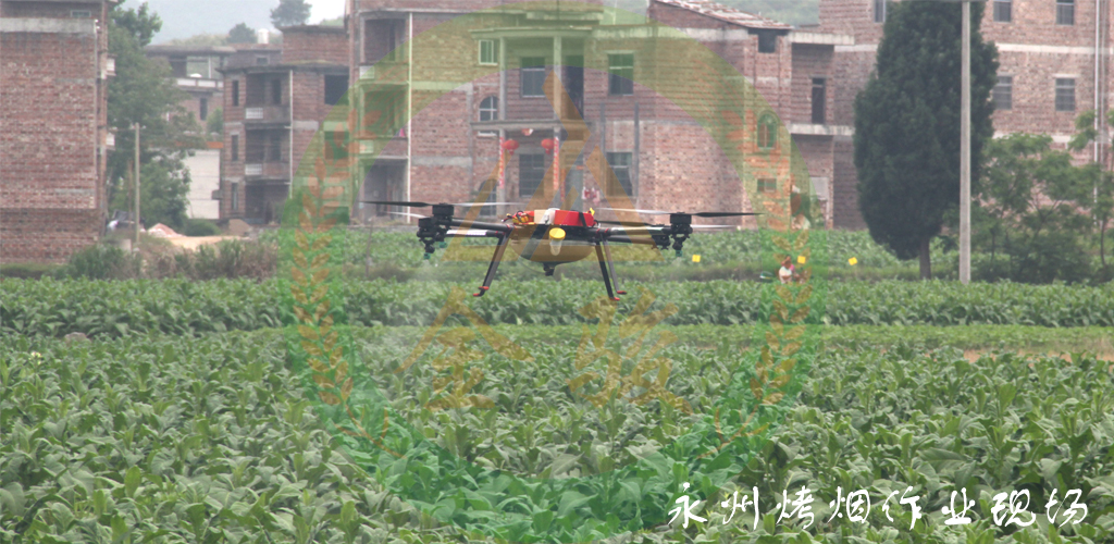 永州烟叶作业现场4.jpg