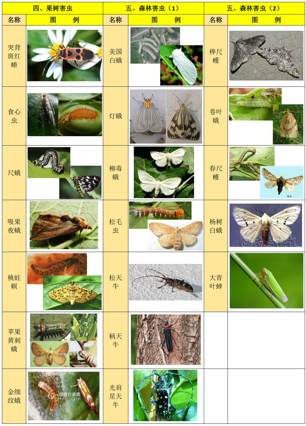 杀虫范围2